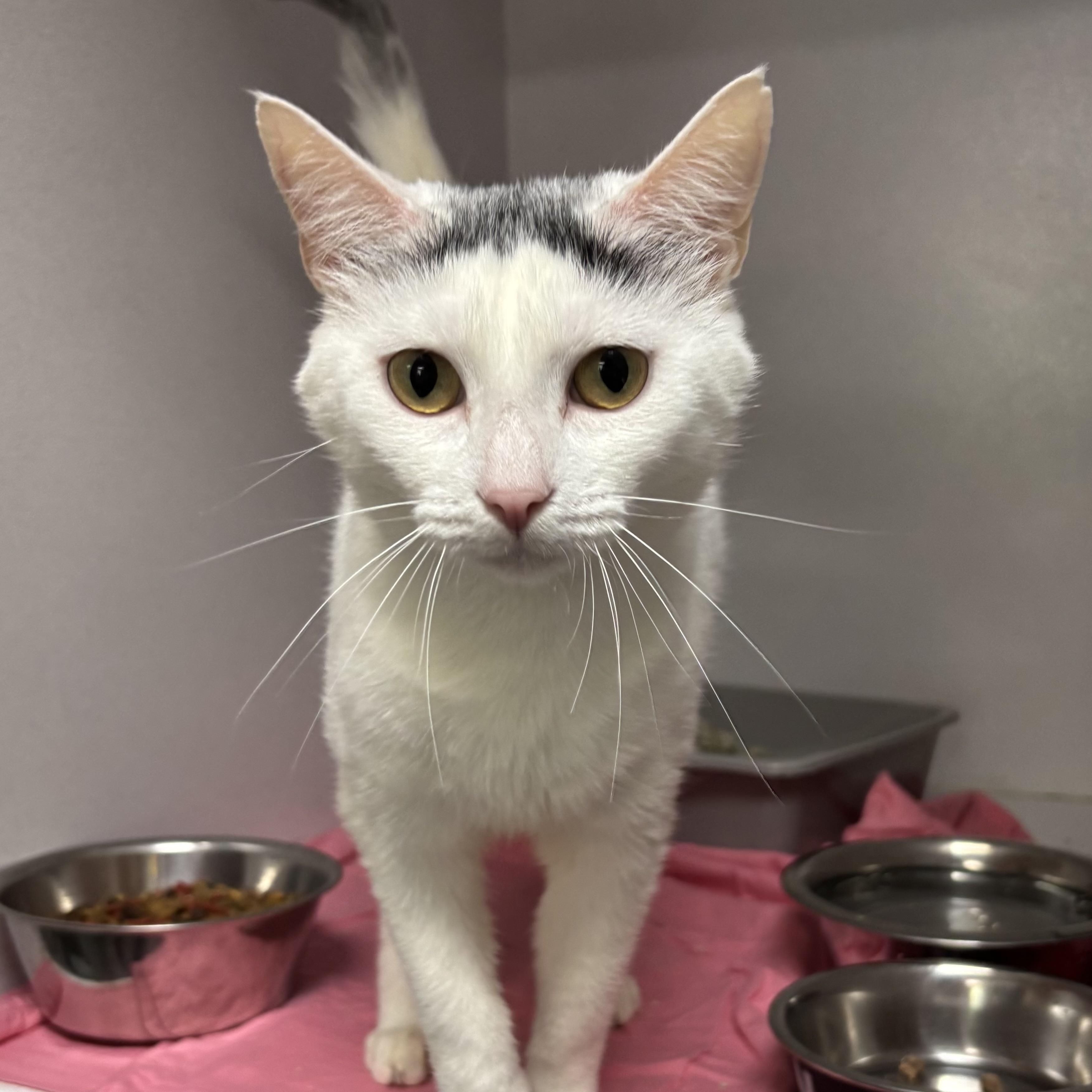 Enlarge Osprey, an adopted Domestic Short Hair in Frederick , MD image 2/6