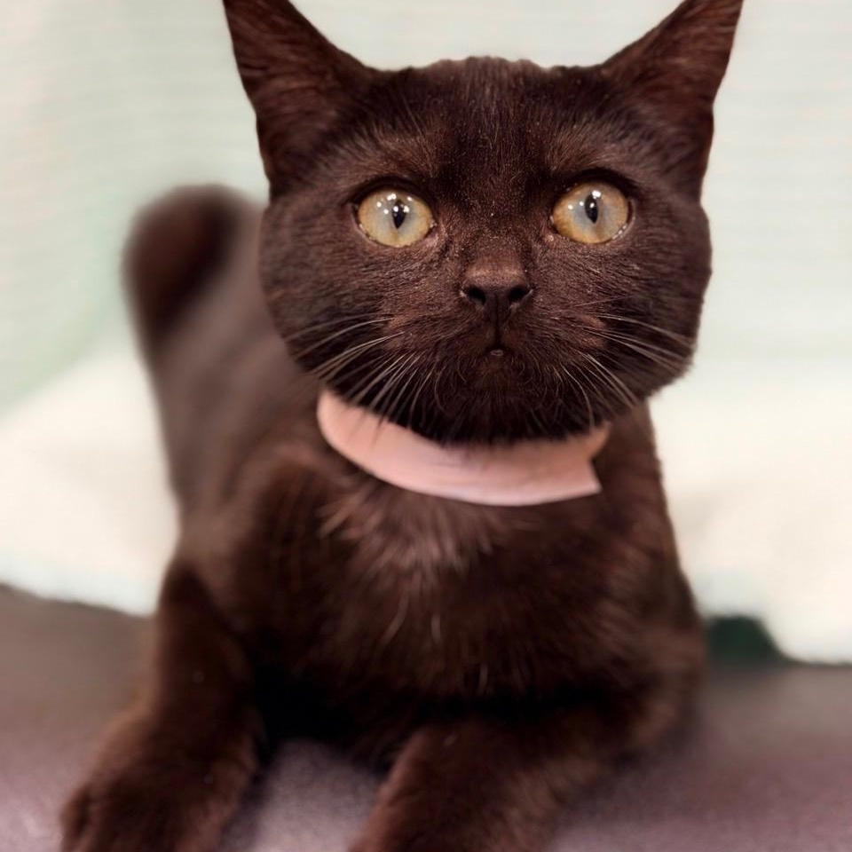 Enlarge Arlo, a Adoptable Domestic Short Hair in Honeoye, NY image 2/3