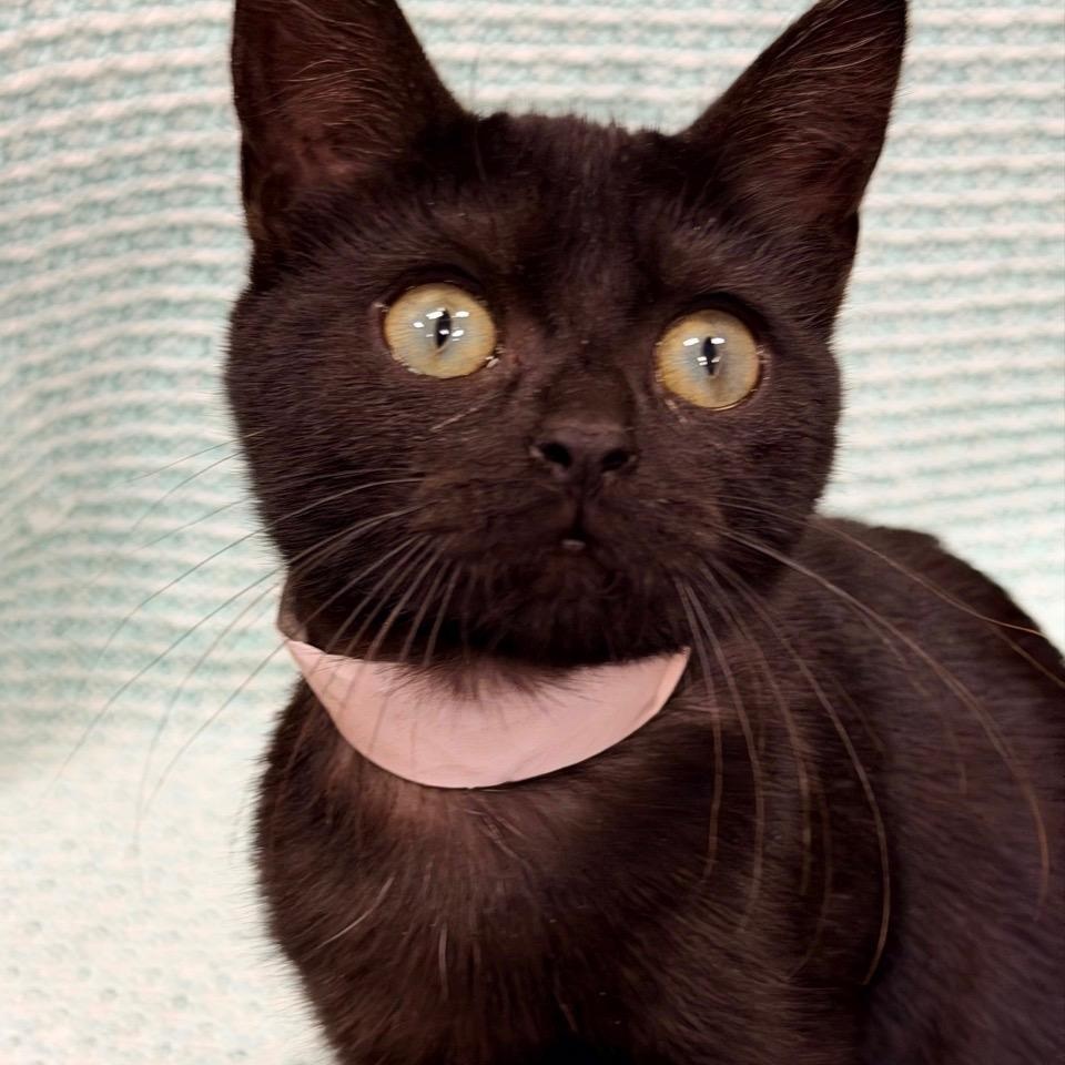 Enlarge Arlo, a Adoptable Domestic Short Hair in Honeoye, NY image 3/3