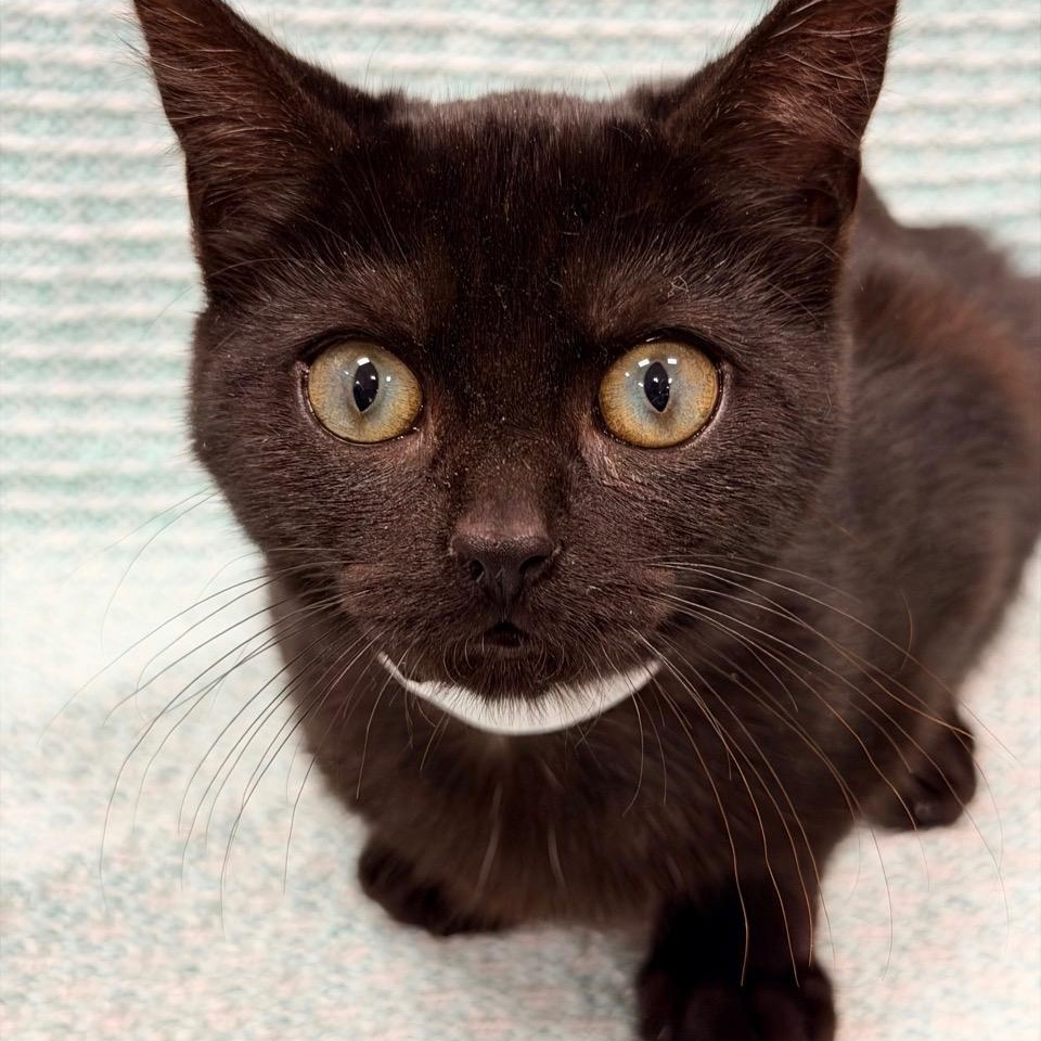 Arlo, Adoptable, Kitten Male Domestic Short Hair.