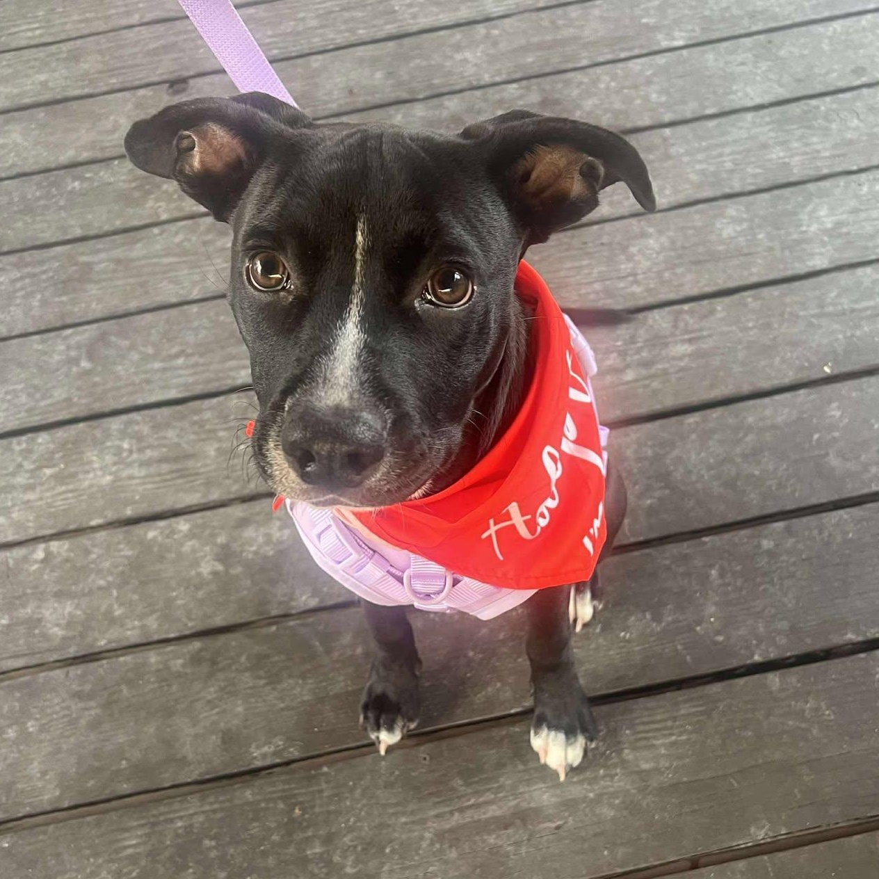 Blaze — thumbnail 5