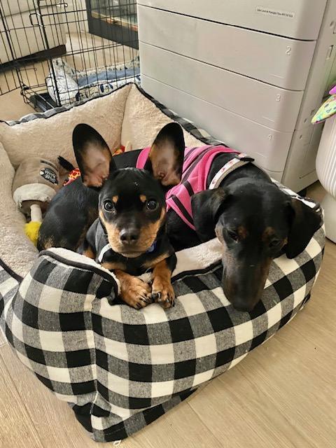Enlarge Puppy Norman  -  Bonded With Daisy  - So Ca, a Adoptable mixed breed in Los Angeles, CA image 1/3