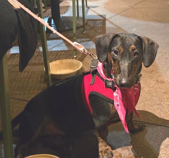 Puppy Norman  -  Bonded With Daisy  - So Ca, Adoptable, Puppy Male Dachshund & Miniature Pinscher.
