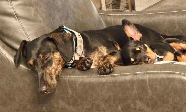 Enlarge Puppy Norman  -  Bonded With Daisy  - So Ca, a Adoptable mixed breed in Los Angeles, CA image 3/3