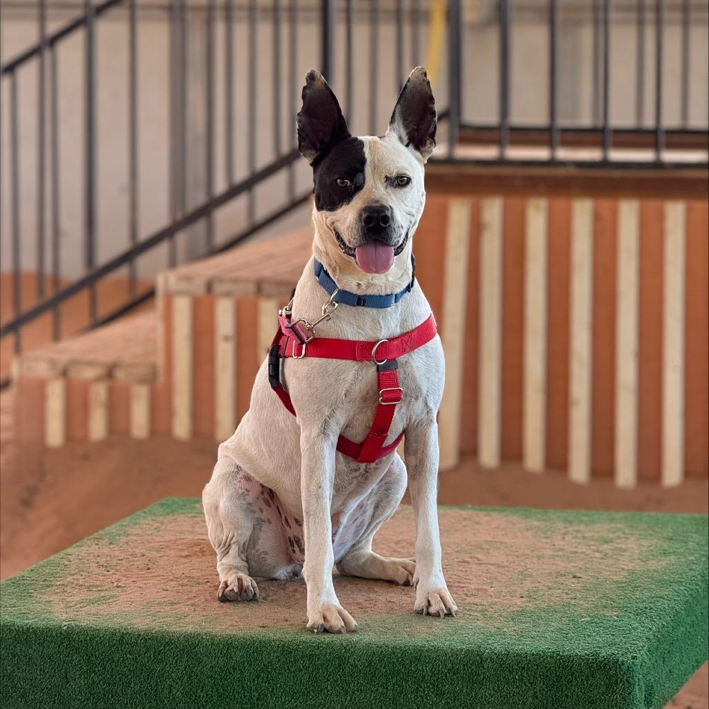Bree, a Adoptable mixed breed in Salt Lake City, UT image 1/6