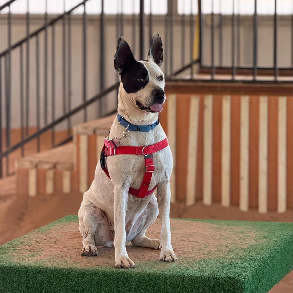 Bree, a Adoptable mixed breed in Salt Lake City, UT image 2/6