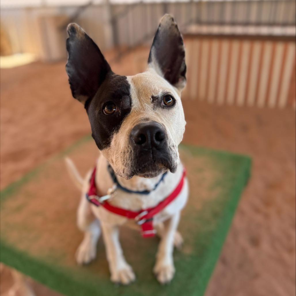 Bree, a Adoptable mixed breed in Salt Lake City, UT image 6/6