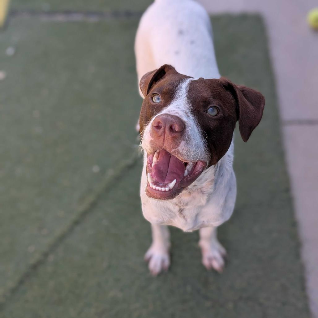 Enlarge Sanchez, a Adoptable mixed breed in Grand Junction, CO image 1/1