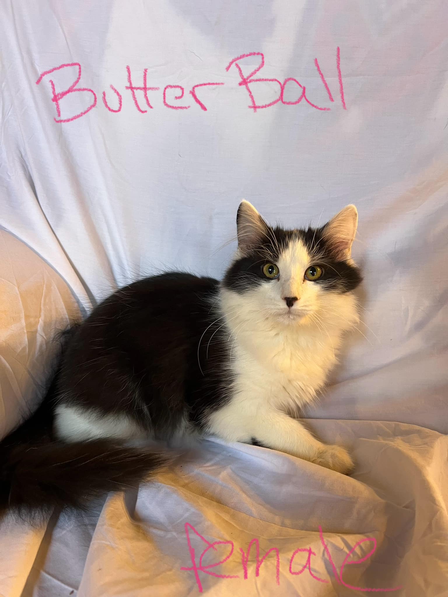 Enlarge ButterBall, a Adoptable Domestic Medium Hair in Rumford, ME image 1/1