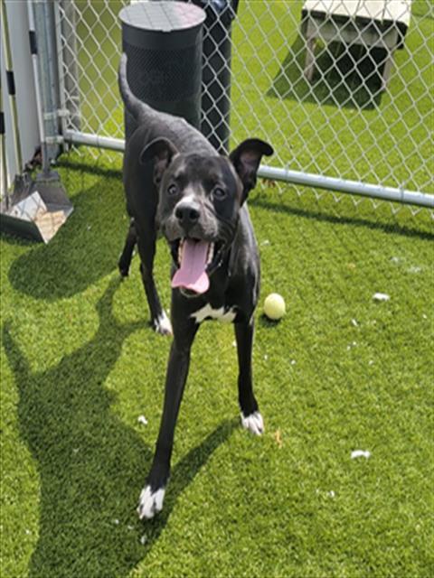 Enlarge RHYMER, a Adoptable mixed breed in Toledo, OH image 1/1