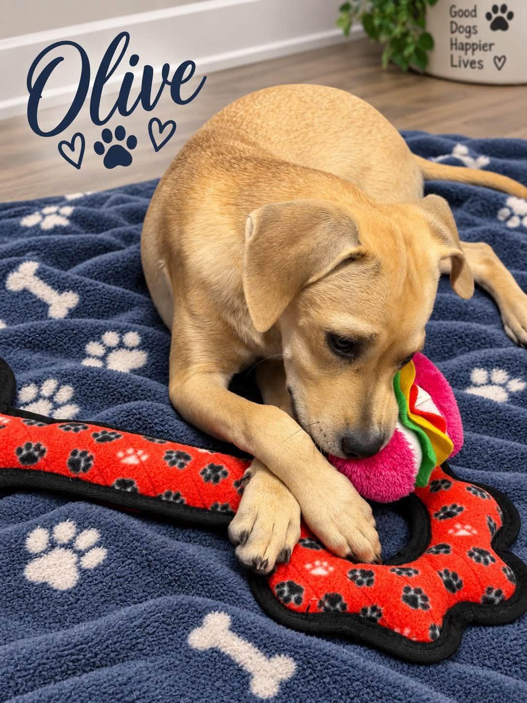 Enlarge Olive, a Adopted Mixed Breed in Rock Hill, NY image 1/2