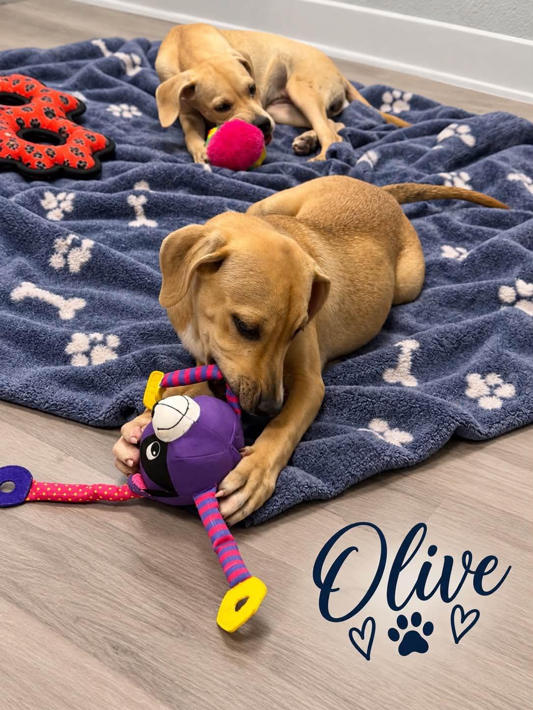 Enlarge Olive, a Adopted Mixed Breed in Rock Hill, NY image 2/2