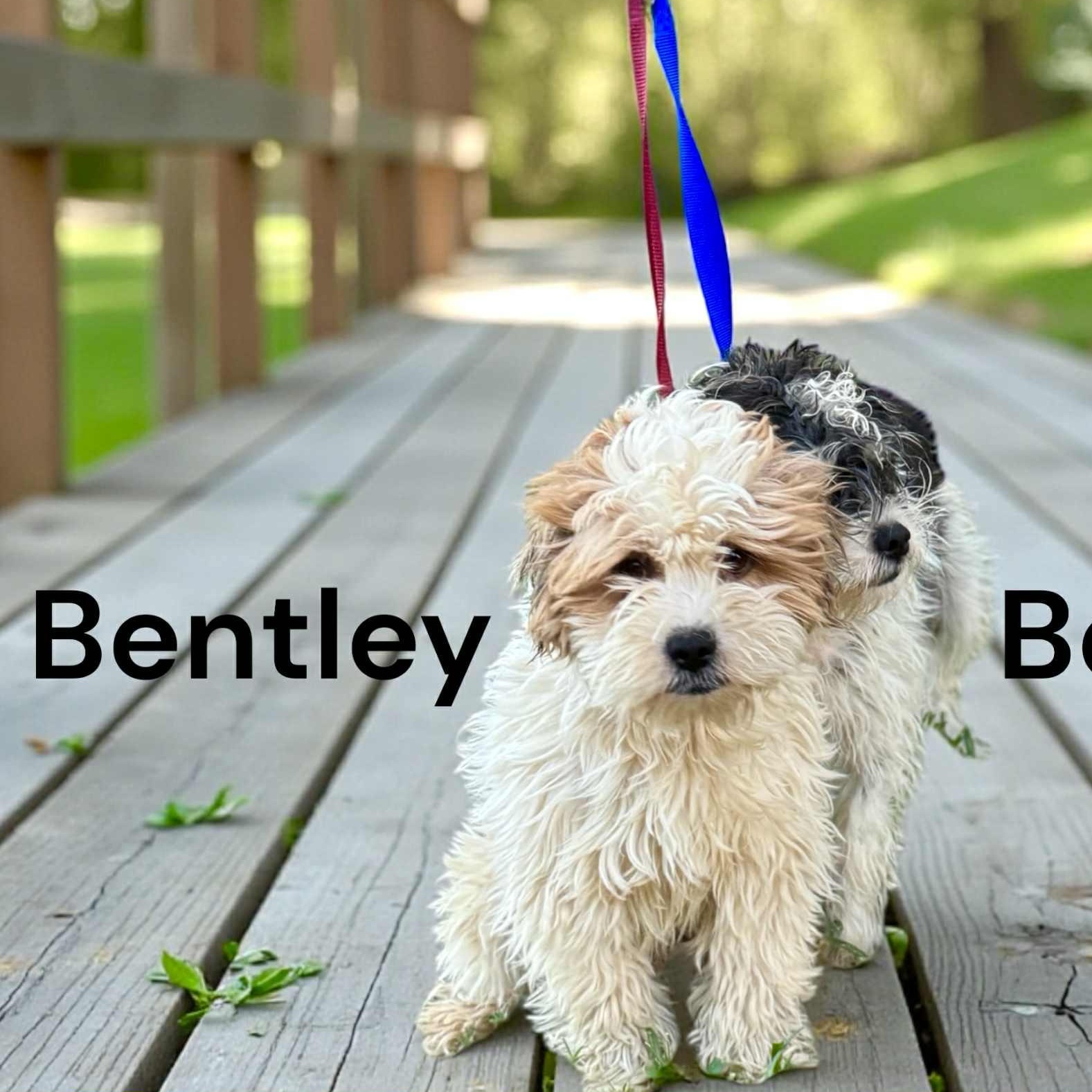 Bentley