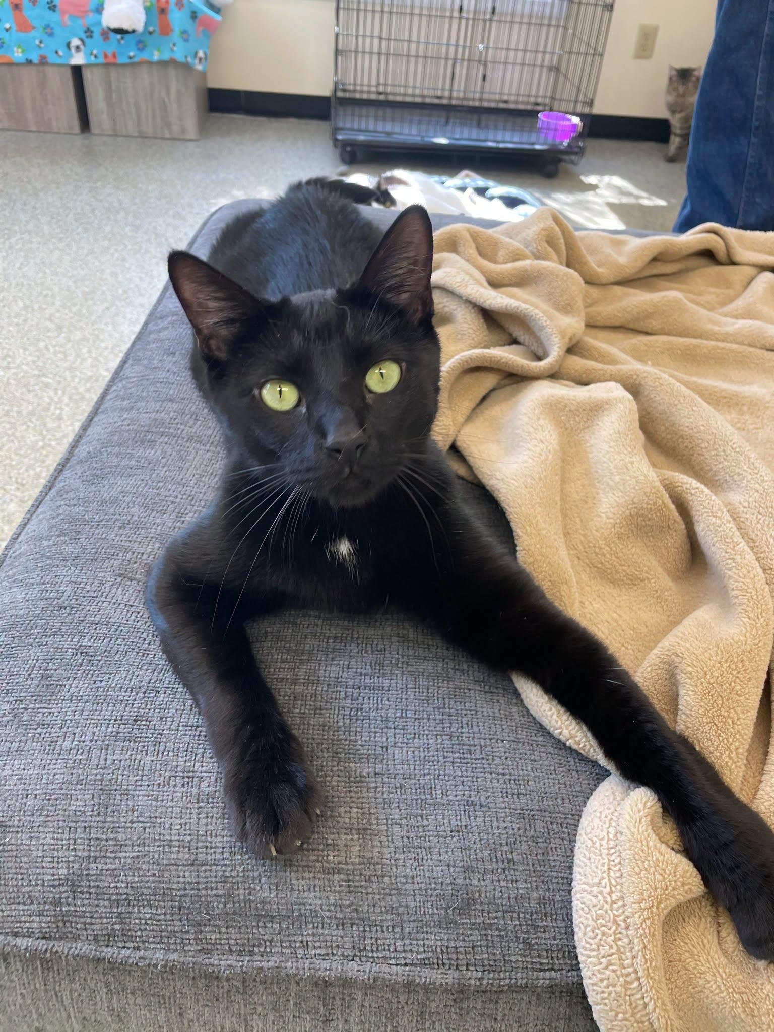 Enlarge Finn, a Adoptable Domestic Short Hair in Sautee Nacoochee, GA image 6/6
