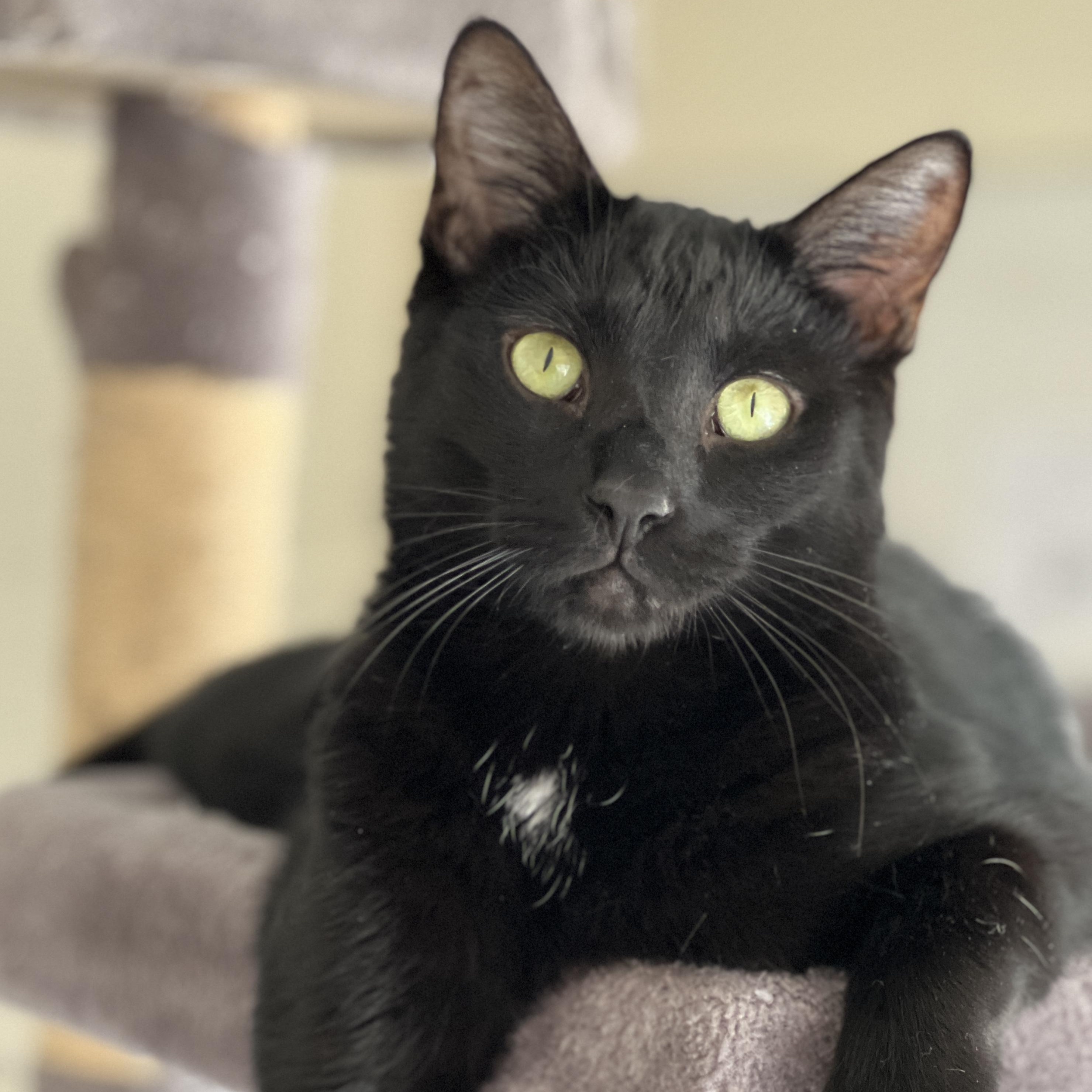 Finn, Adoptable, Adult Male Domestic Short Hair.