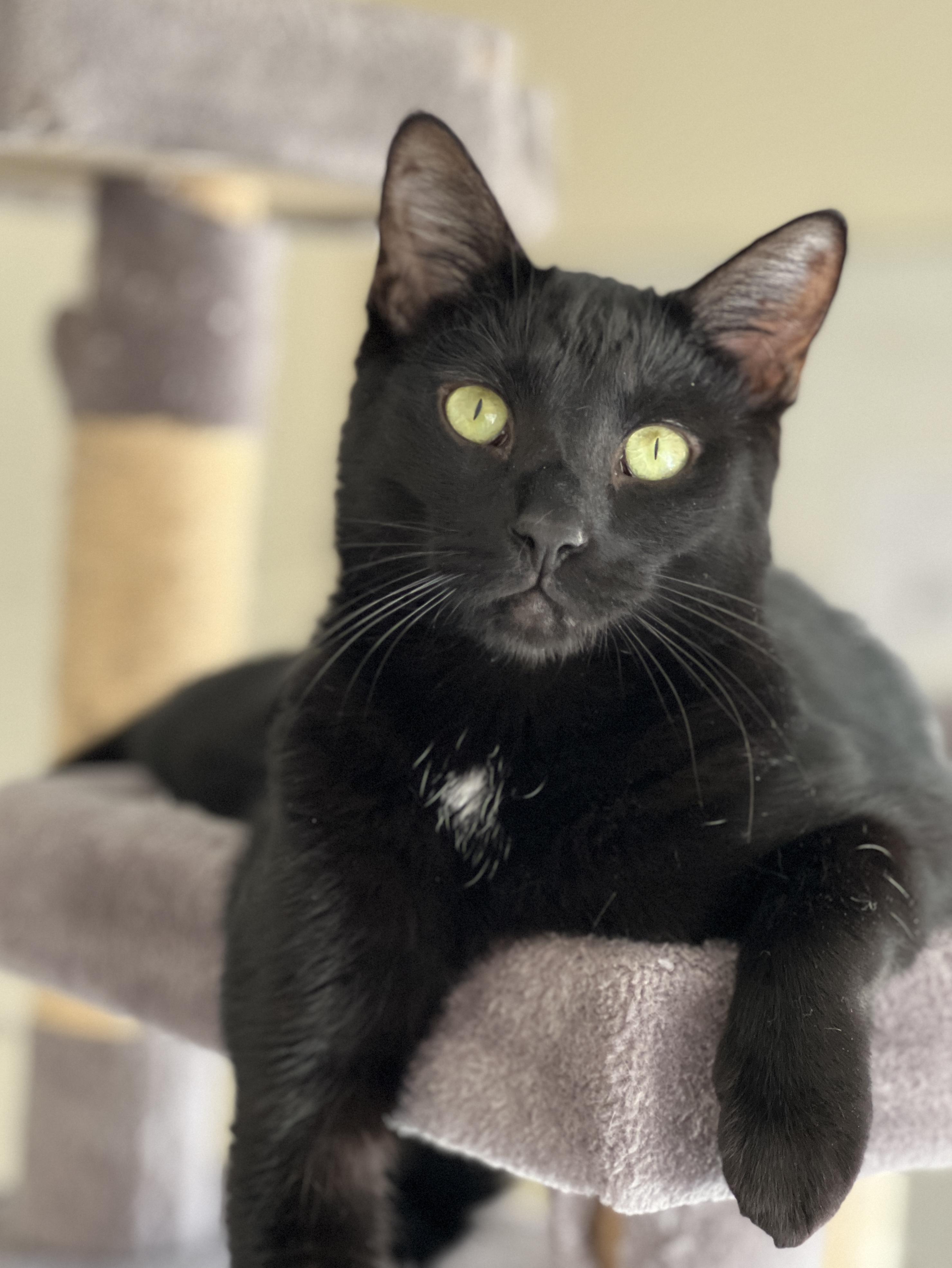 Mufasa, a Adoptable Domestic Short Hair in Sautee Nacoochee, GA image 5/6