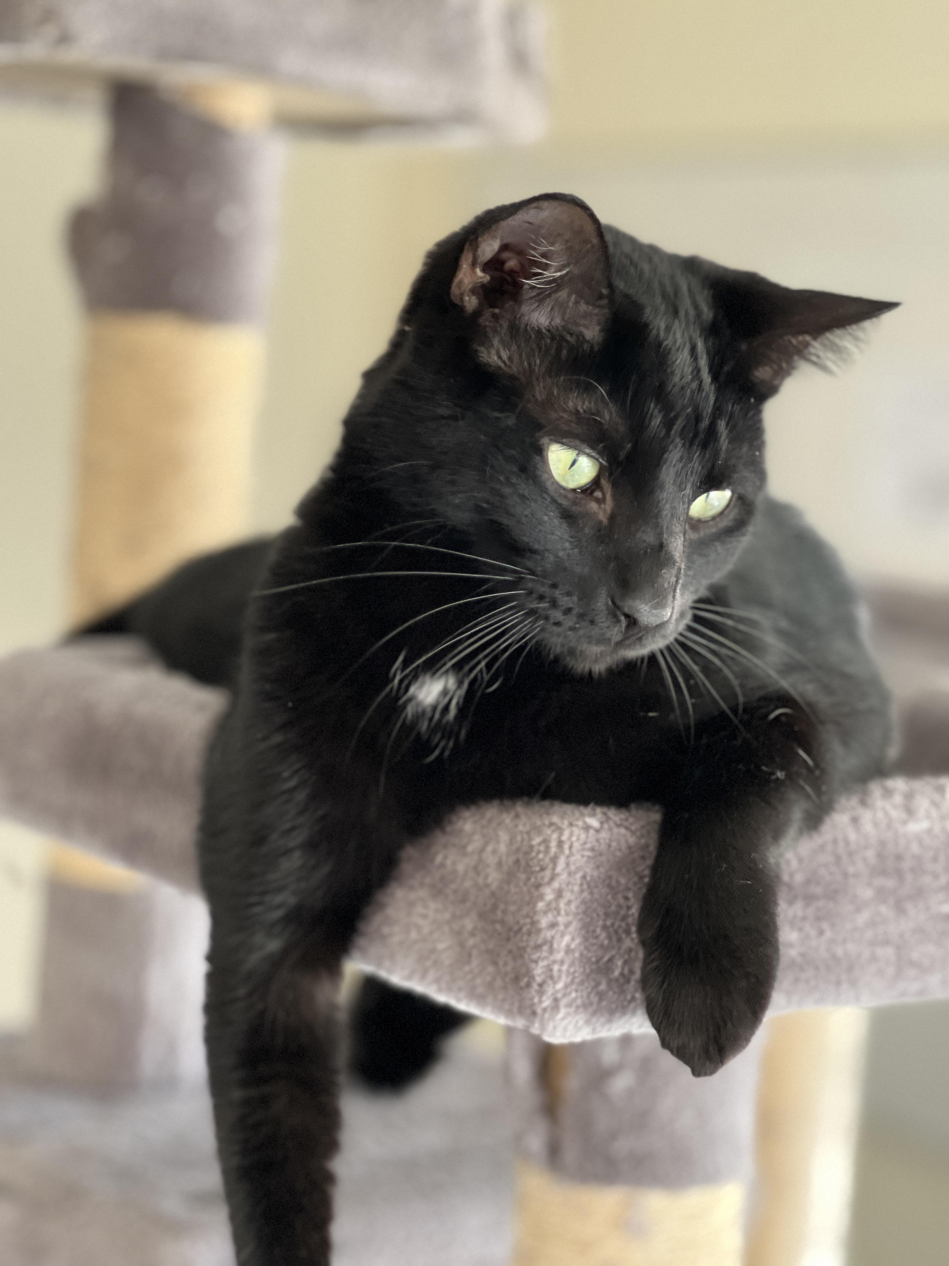 Mufasa, a Adoptable Domestic Short Hair in Sautee Nacoochee, GA image 4/6