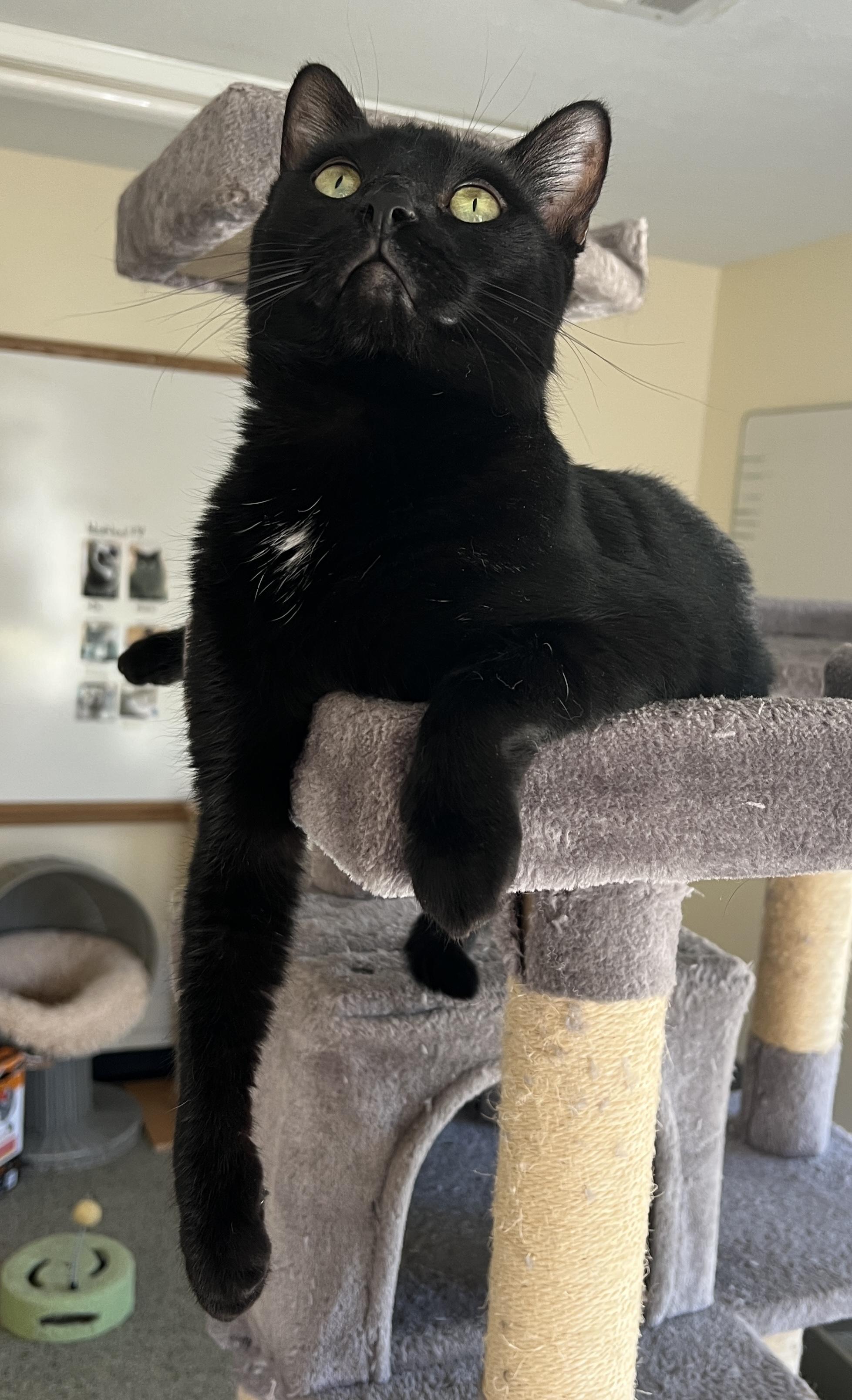 Mufasa, a Adoptable Domestic Short Hair in Sautee Nacoochee, GA image 6/6