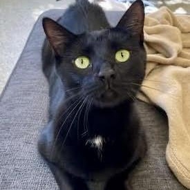 Finn, Adoptable, Adult Male Domestic Short Hair.