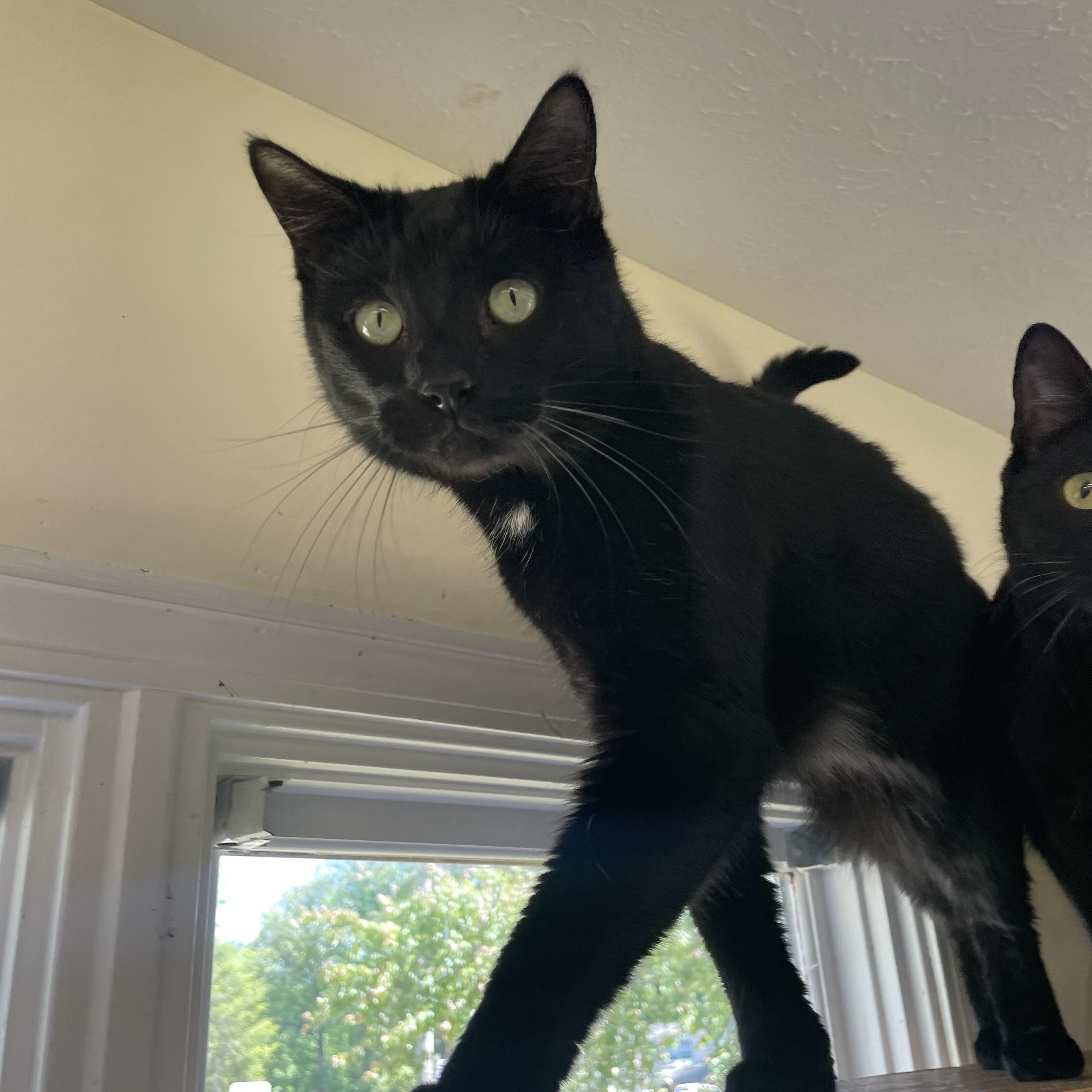 Enlarge Finn, a Adoptable Domestic Short Hair in Sautee Nacoochee, GA image 6/6