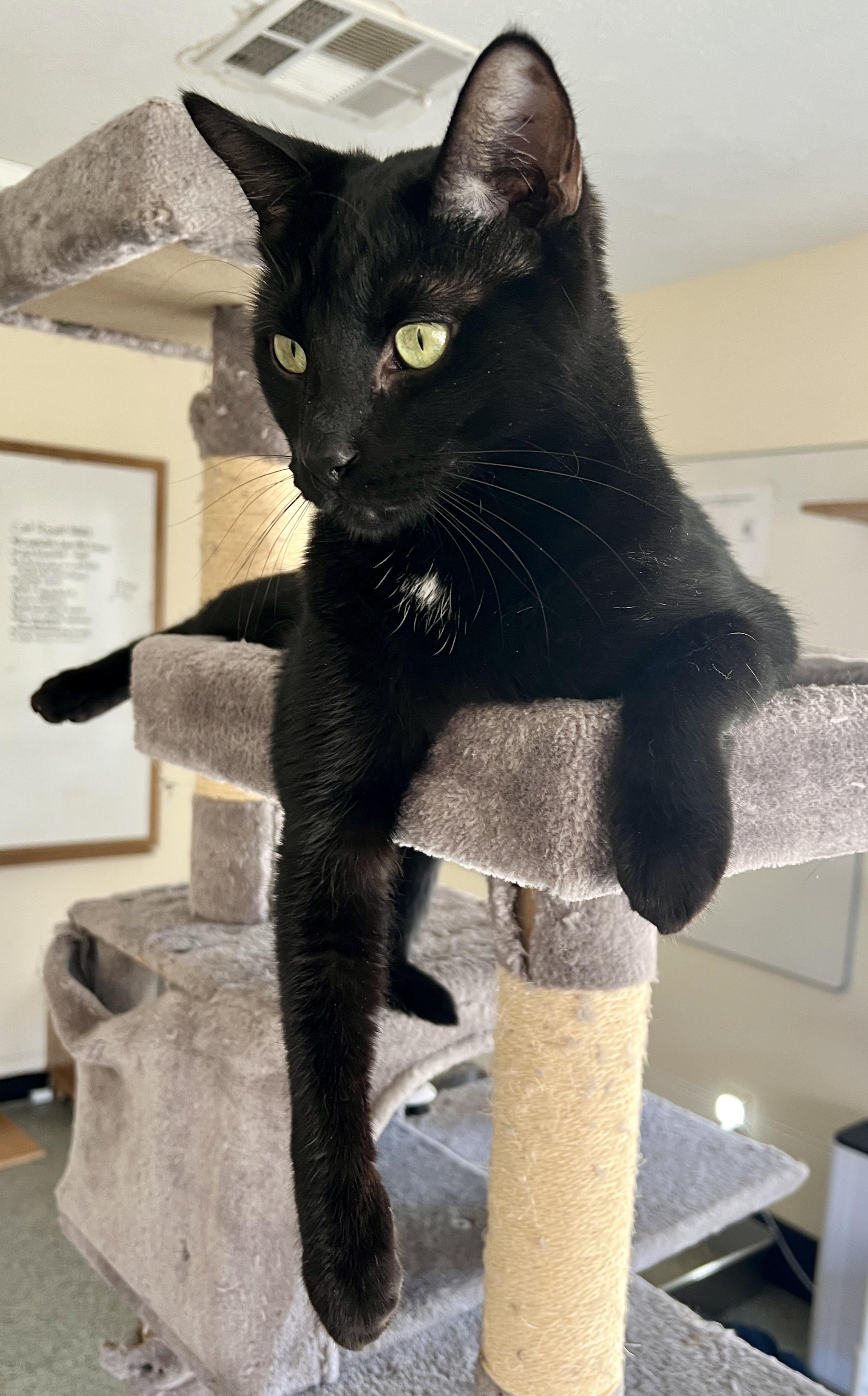 Mufasa, Adoptable, Young Male Domestic Short Hair.