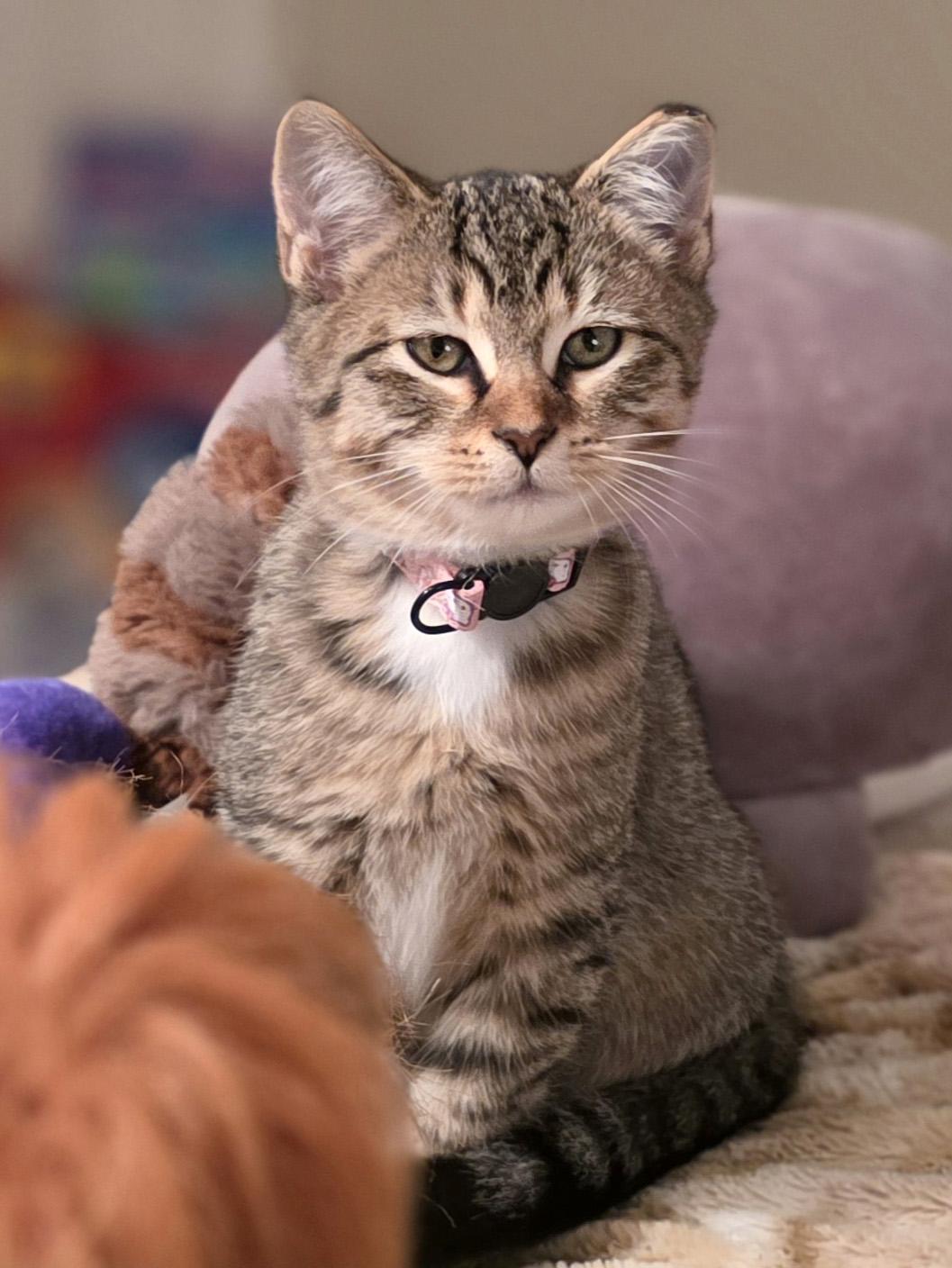 Mindy, ADOPTABLE, Kitten Female Domestic Short Hair & Tabby.