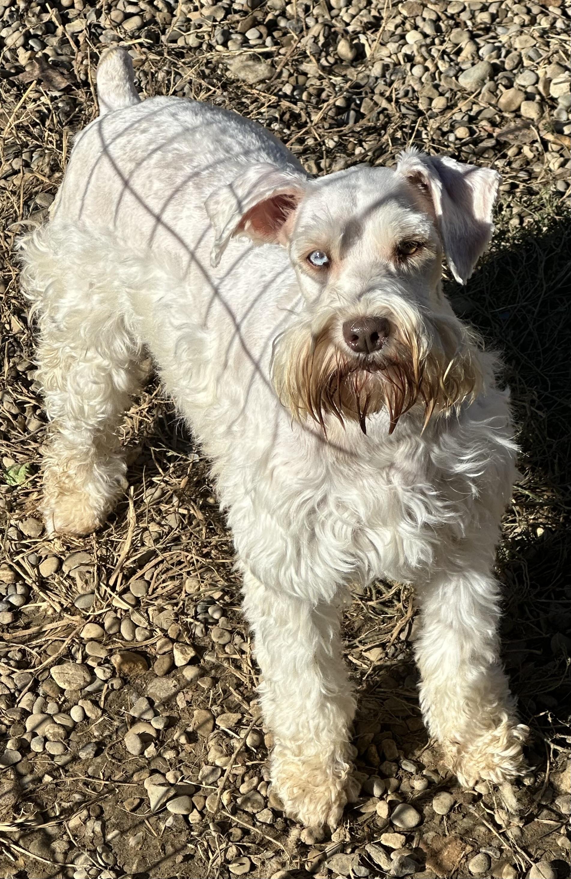 Charmin, Adoptable, Adult Female Miniature Schnauzer.