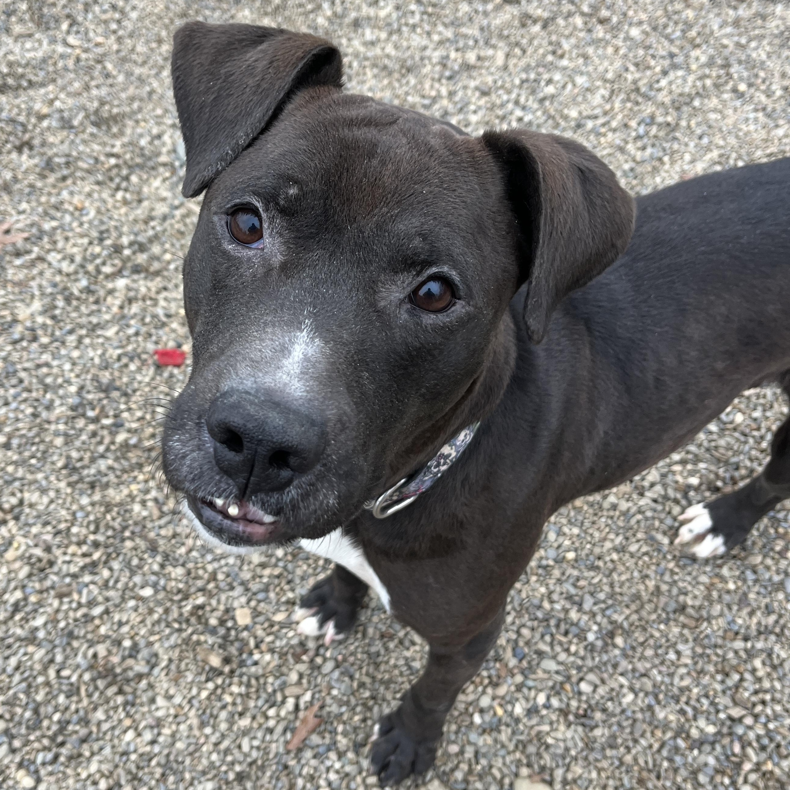 Enlarge Bill AVAILABLE, a Adoptable mixed breed in Canton, OH image 1/6