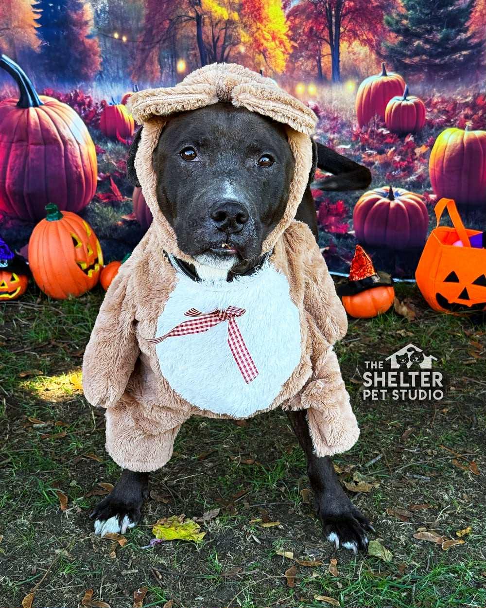 Bill AVAILABLE, Adoptable, Senior Male Black Labrador Retriever & Pit Bull Terrier.