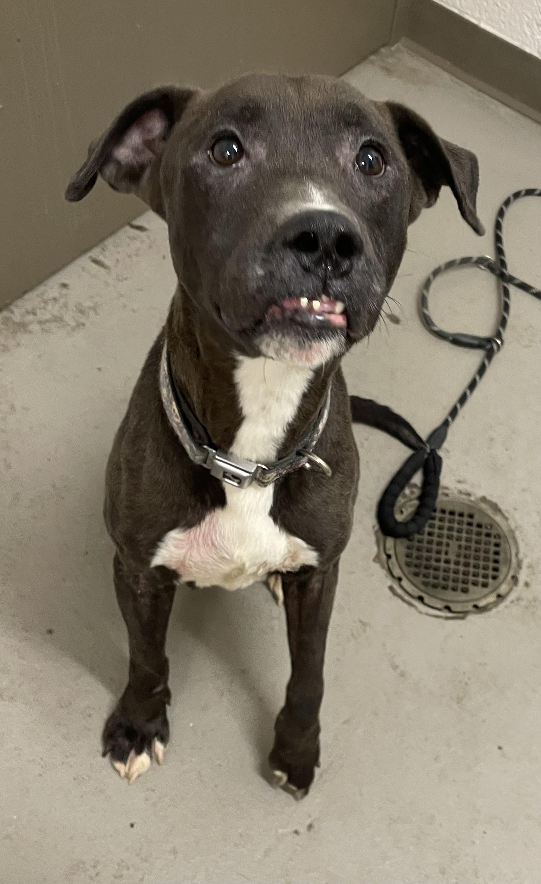 Bill AVAILABLE, a Adoptable mixed breed in Canton, OH image 3/6