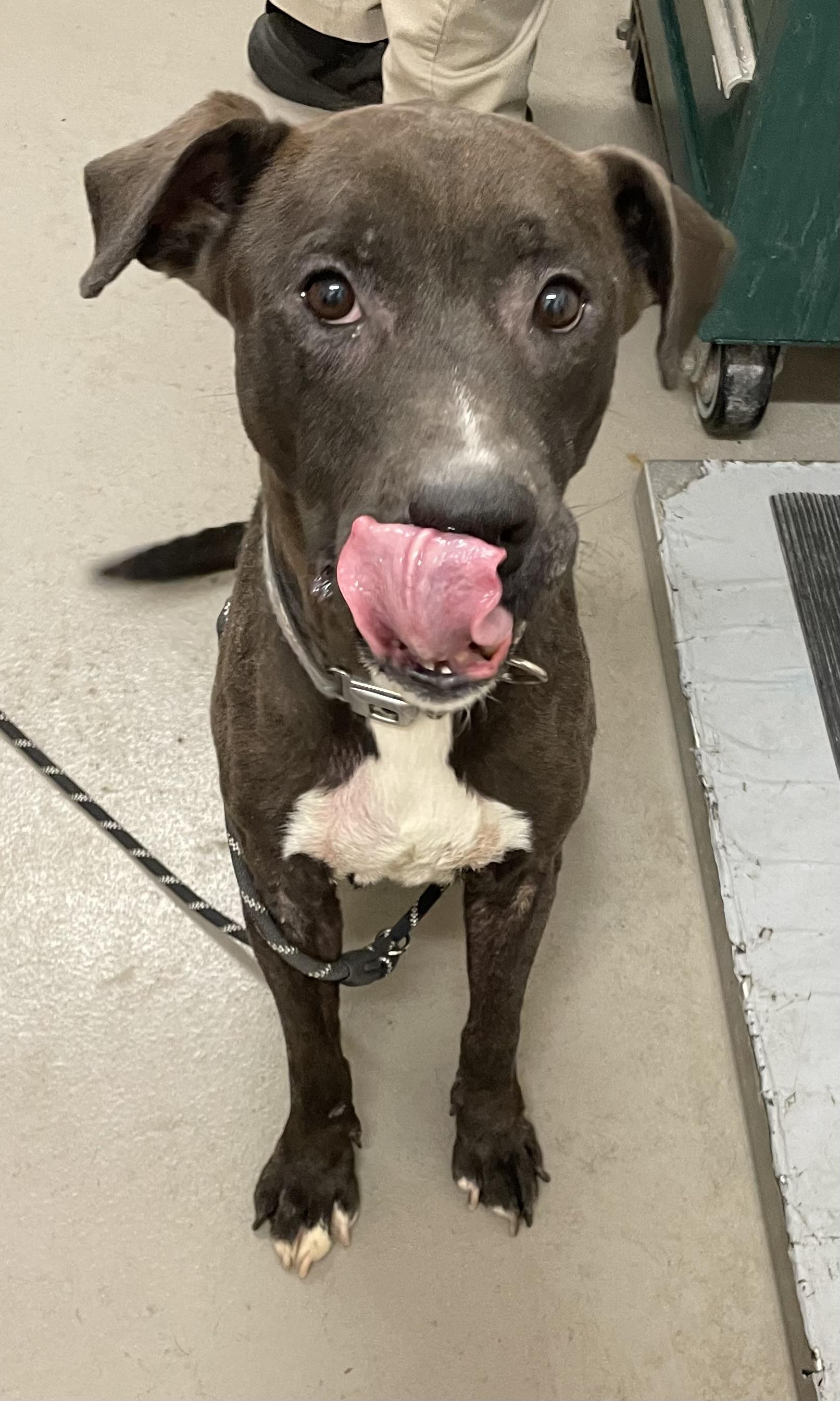 Bill AVAILABLE, a Adoptable mixed breed in Canton, OH image 6/6