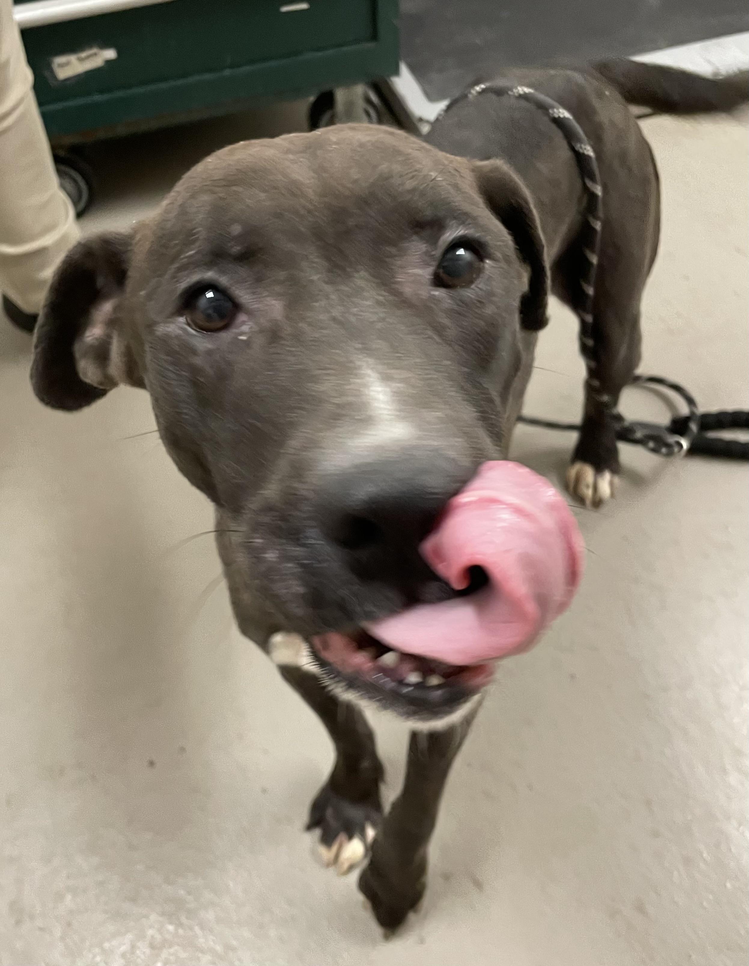 Bill AVAILABLE, a Adoptable mixed breed in Canton, OH image 4/6