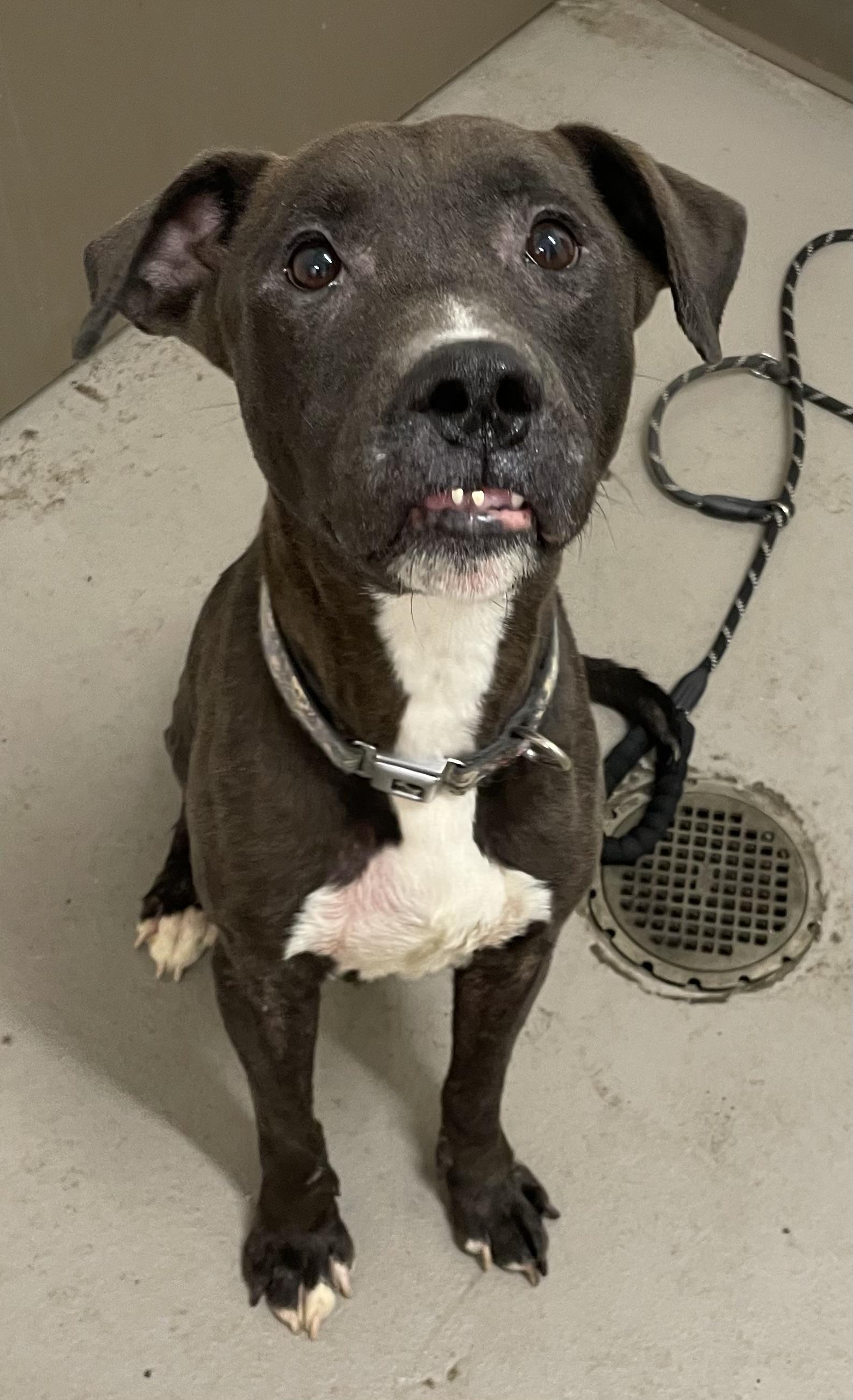 Bill AVAILABLE, a Adoptable mixed breed in Canton, OH image 5/6