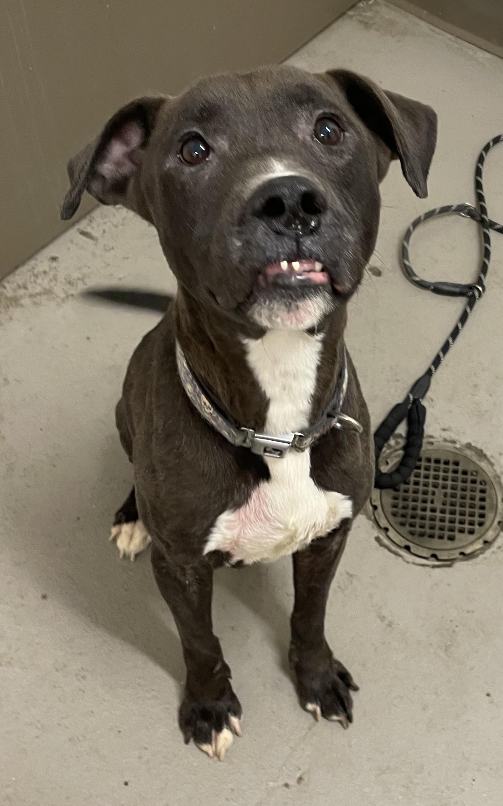 Bill AVAILABLE, a Adoptable mixed breed in Canton, OH image 2/6