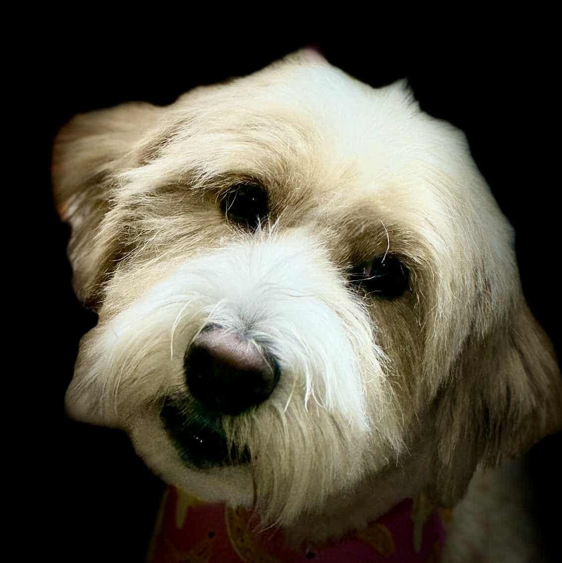 Enlarge Sadie Mae ~ Adoption Pending, a Adopted mixed breed in Youngstown, OH image 2/5