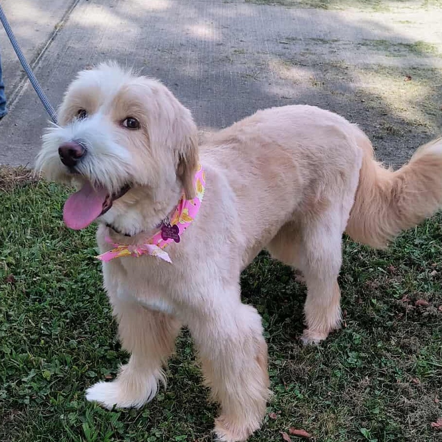 Sadie Mae ~ Adoption Pending, Adopted, Young Female Border Collie & Poodle.