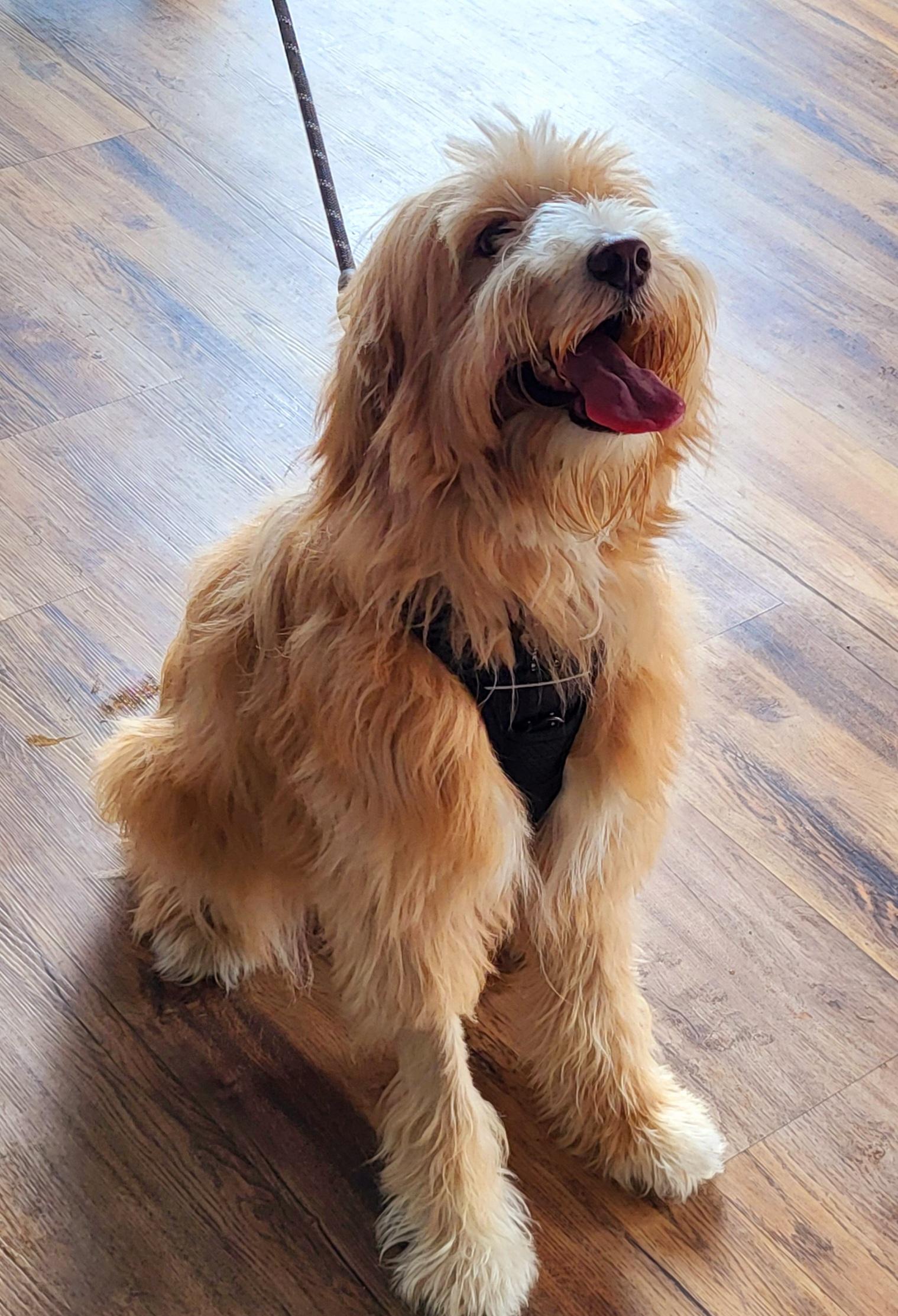 Enlarge Sadie Mae ~ Adoption Pending, a Adopted mixed breed in Youngstown, OH image 3/5