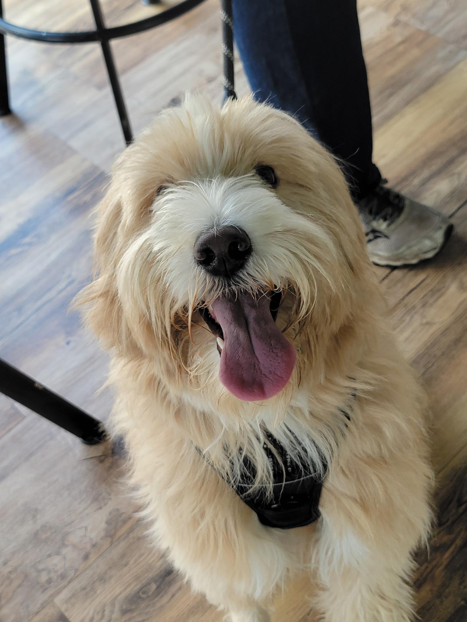 Enlarge Sadie Mae ~ Adoption Pending, a Adopted mixed breed in Youngstown, OH image 4/5