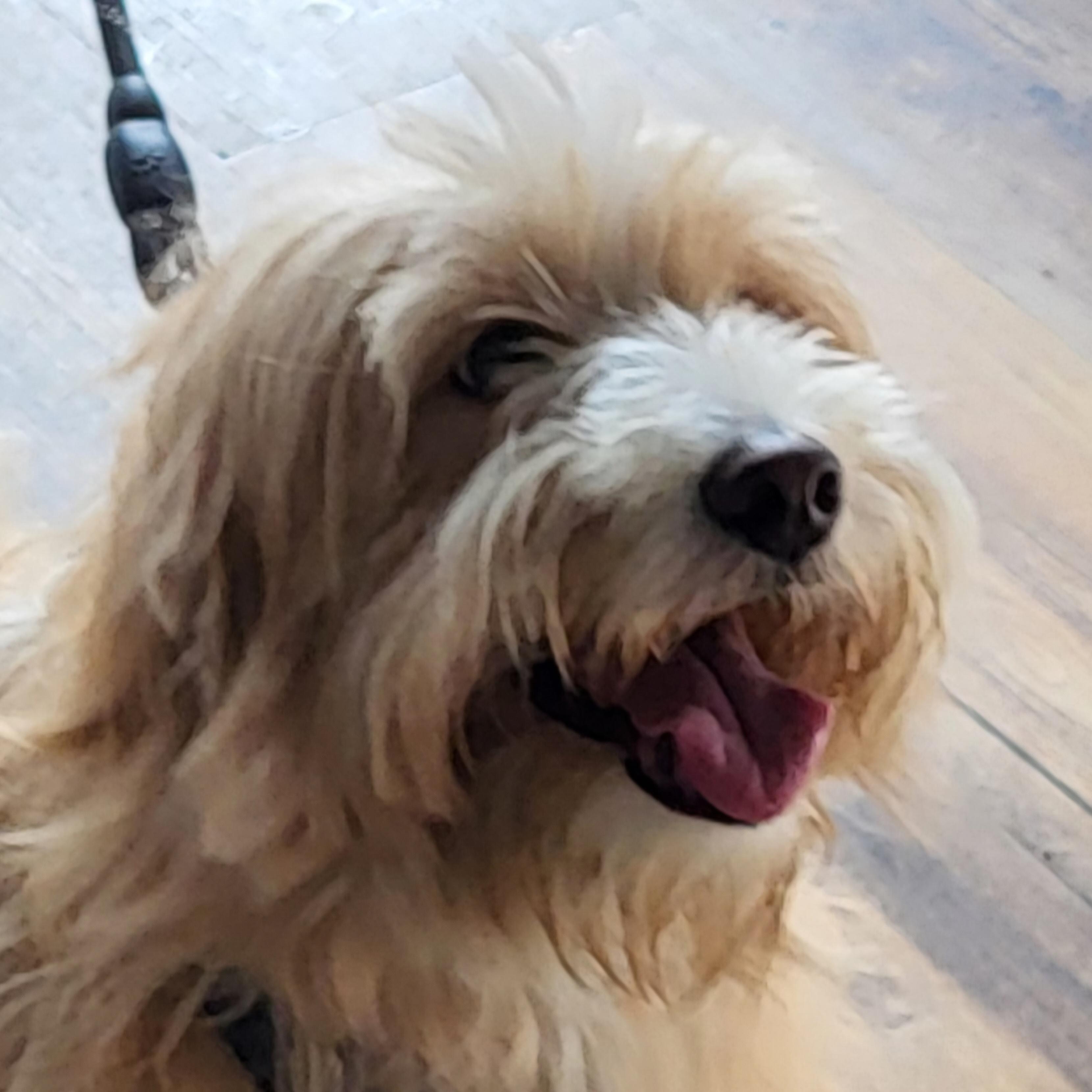 Enlarge Sadie Mae ~ Adoption Pending, a Adopted mixed breed in Youngstown, OH image 5/5