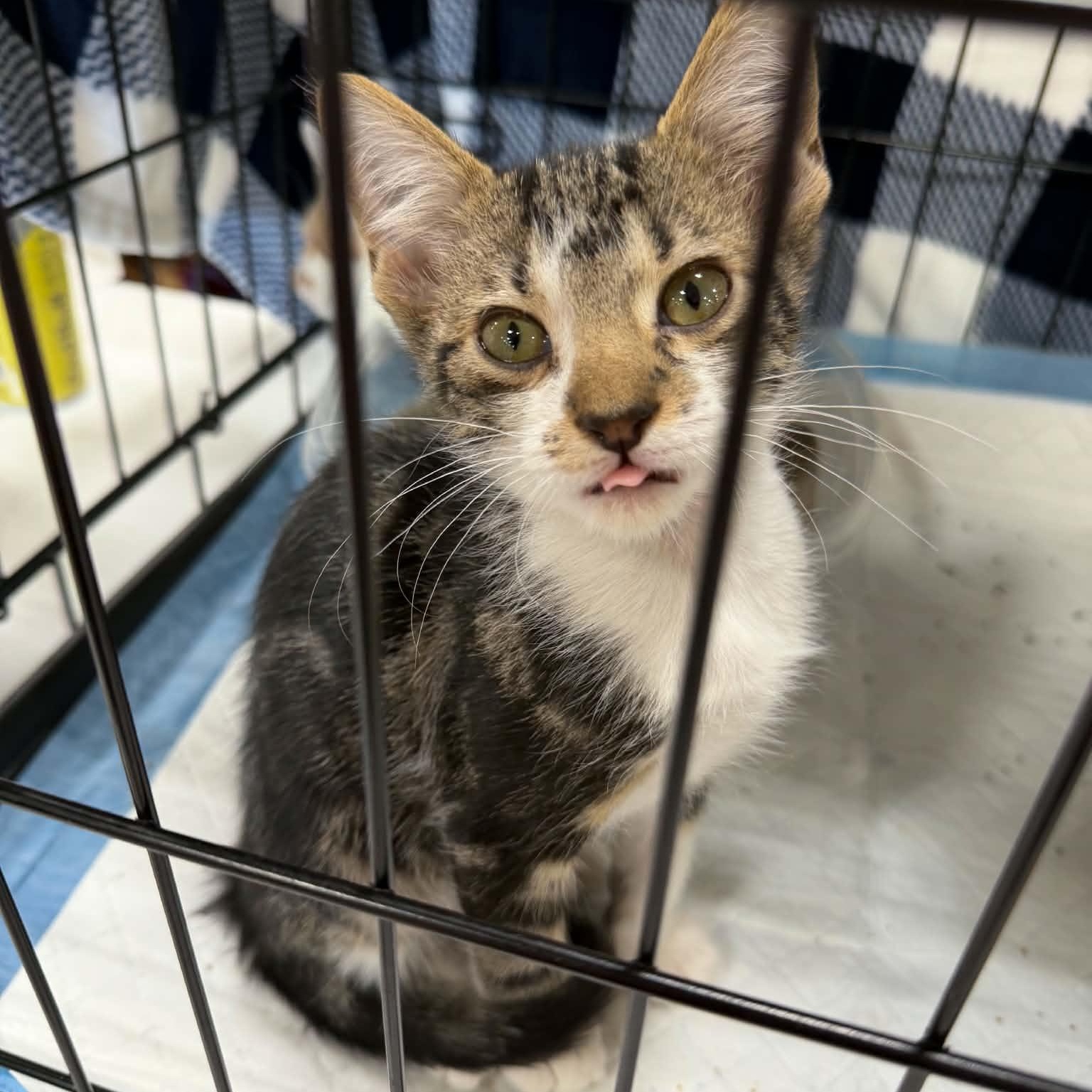 Enlarge Chip, a Adoptable Domestic Short Hair in Geneseo , IL image 2/2