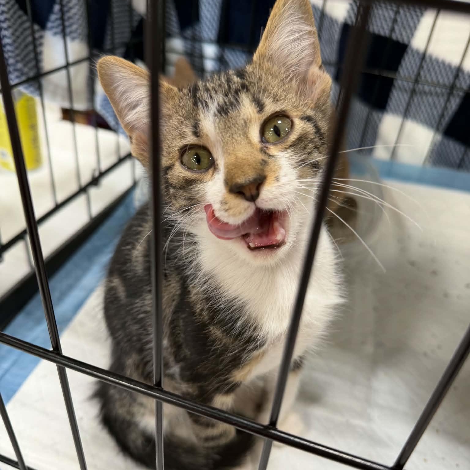 Chip, Adoptable, Kitten Male Domestic Short Hair.