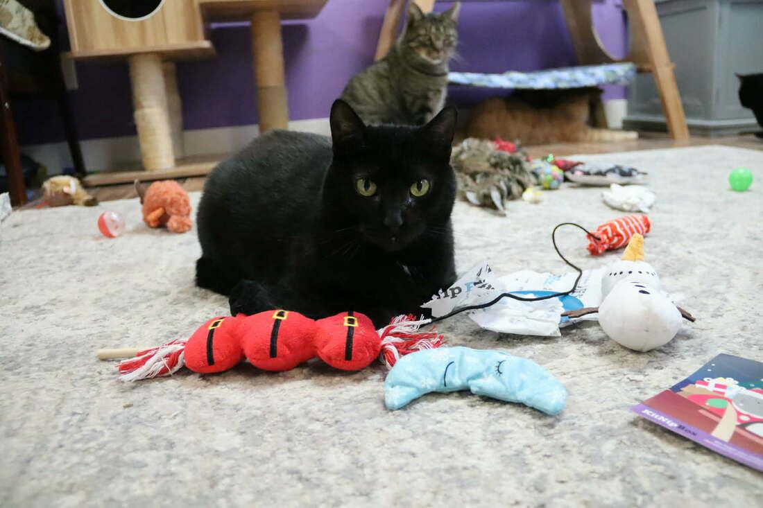 Pac Mom, Adoptable, Adult Female Domestic Short Hair.