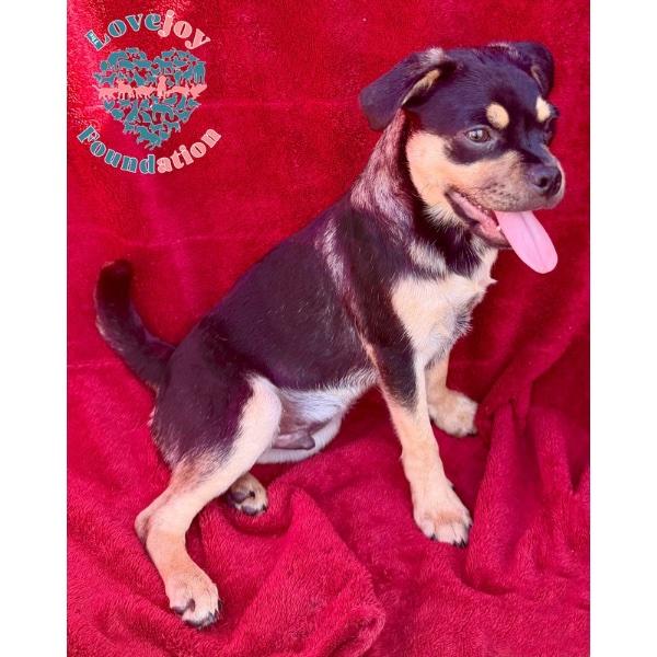 Enlarge Bashful, a Adoptable Chug in Inglewood, CA image 2/2