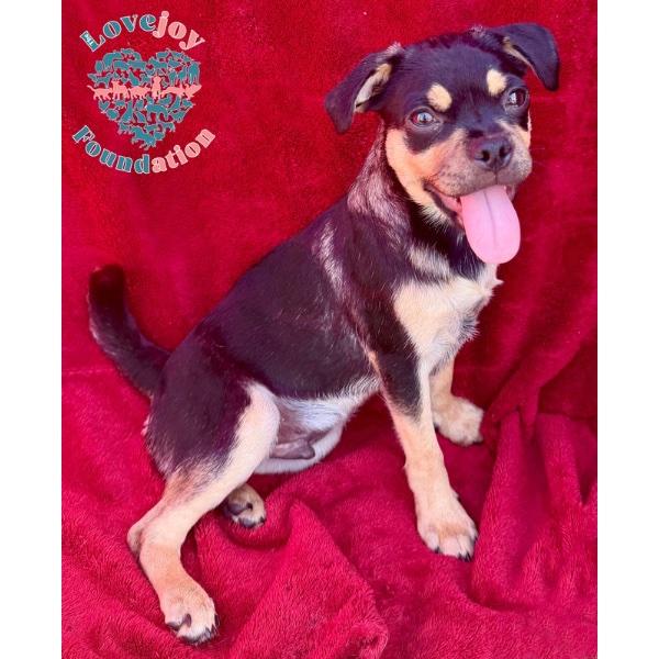 Bashful, Adoptable, Puppy Male Chug.