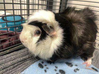 Dixie, Adoptable, Adult Female Guinea Pig.
