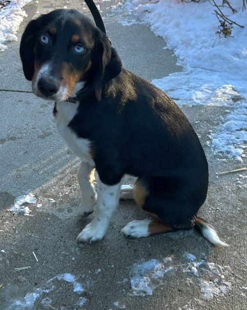 MOLLY (ohiosdrescue@gmail.com), a ADOPTABLE mixed breed in Elyria, OH image 1/3