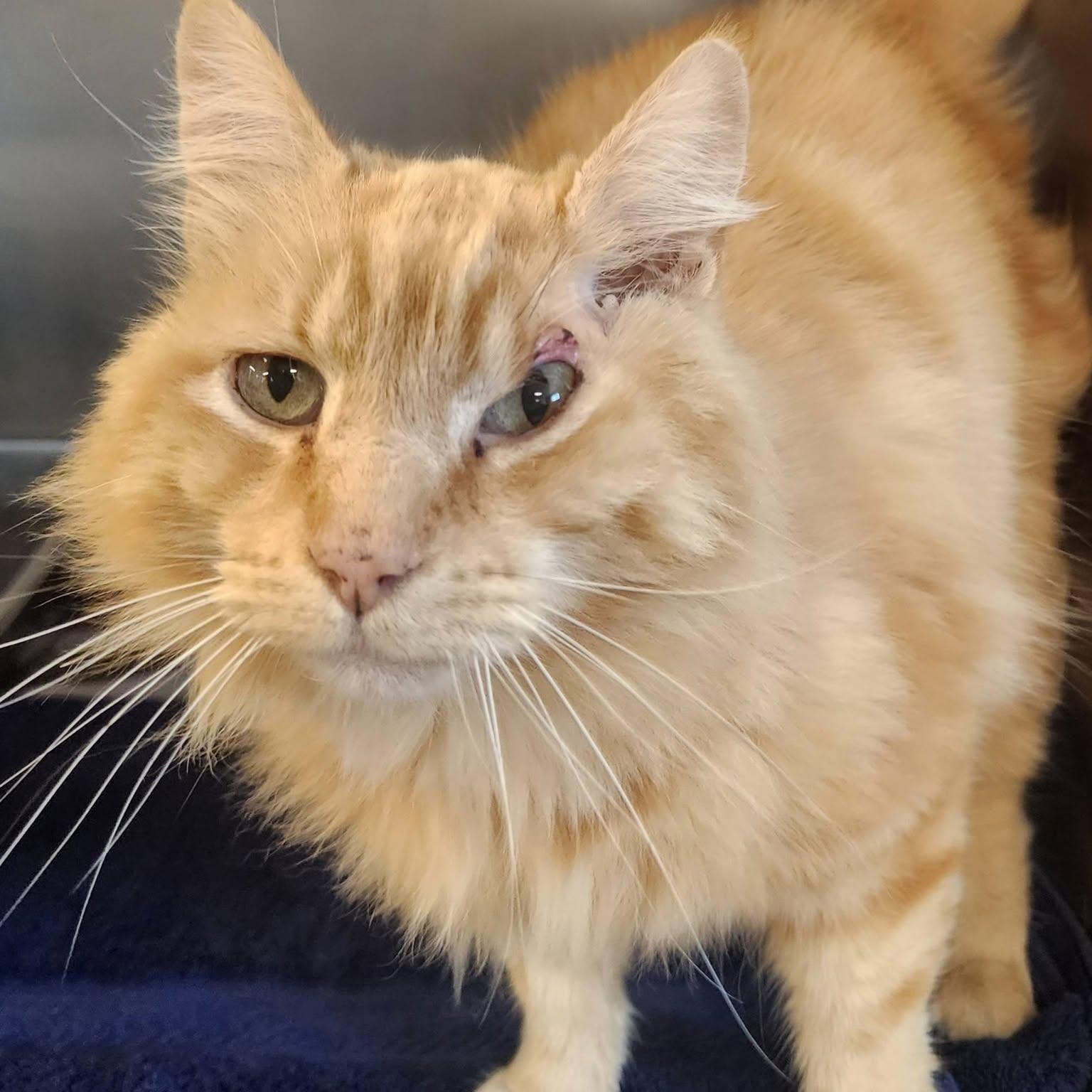Gus, adopted, Adult Male Domestic Long Hair.