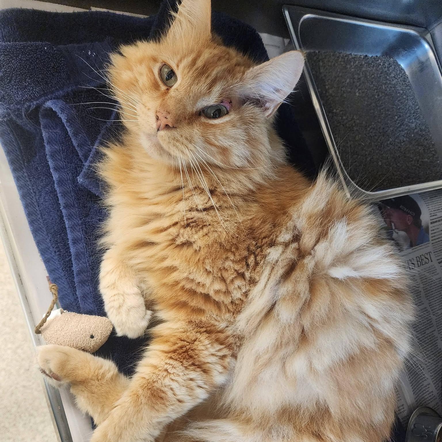 Gus, an adopted Domestic Long Hair in Danville, VA image 2/2