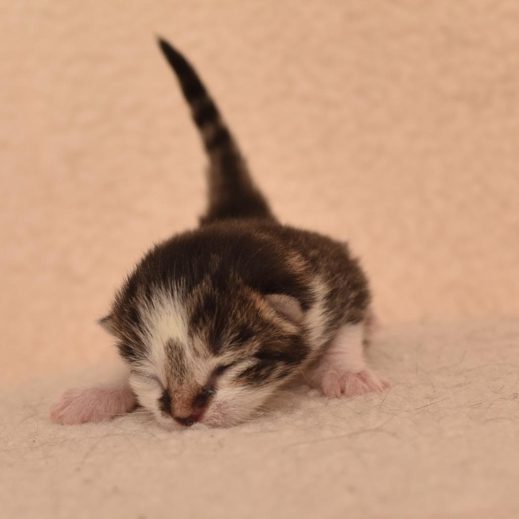 Enlarge Ochoco, a Adoptable Domestic Short Hair in Portland, OR image 1/3