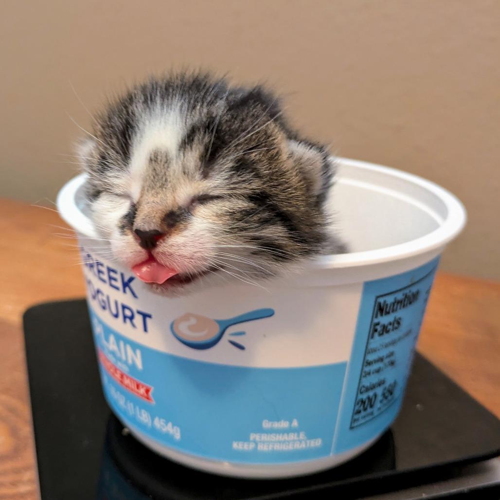 Enlarge Ochoco, a Adoptable Domestic Short Hair in Portland, OR image 2/3